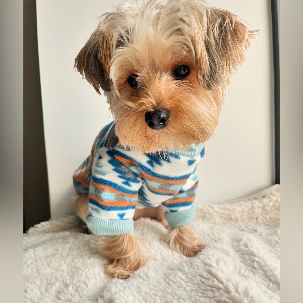 Follow me on IG @LilPrince_Yorkie 👑